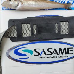 敦賀半島のキス調査