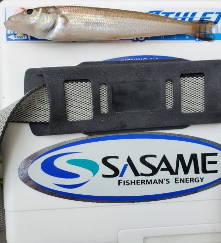 敦賀半島のキス調査