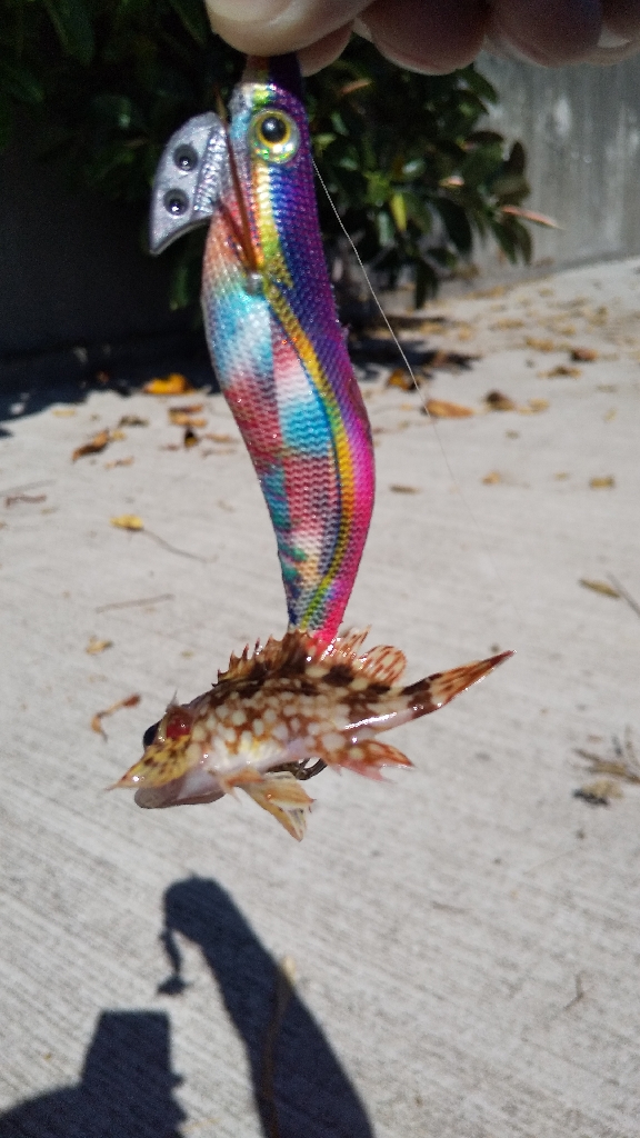 アオリイカの新子調査