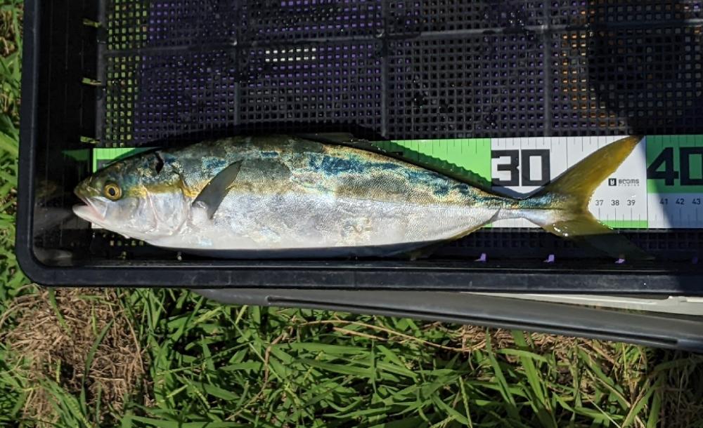 ボートキャスティング