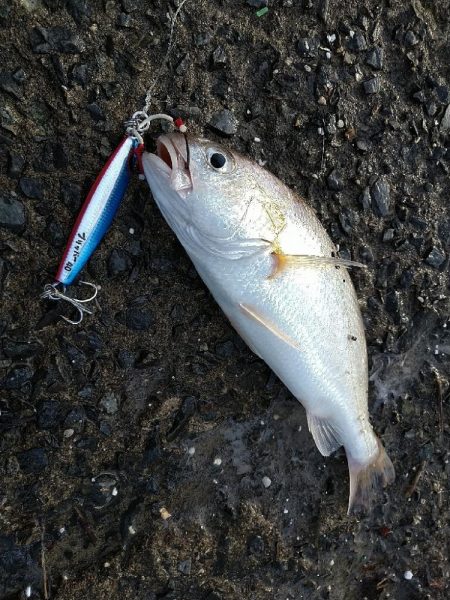 武庫川１文字でショアジギング