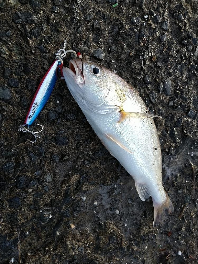 武庫川1文字でショアジギング