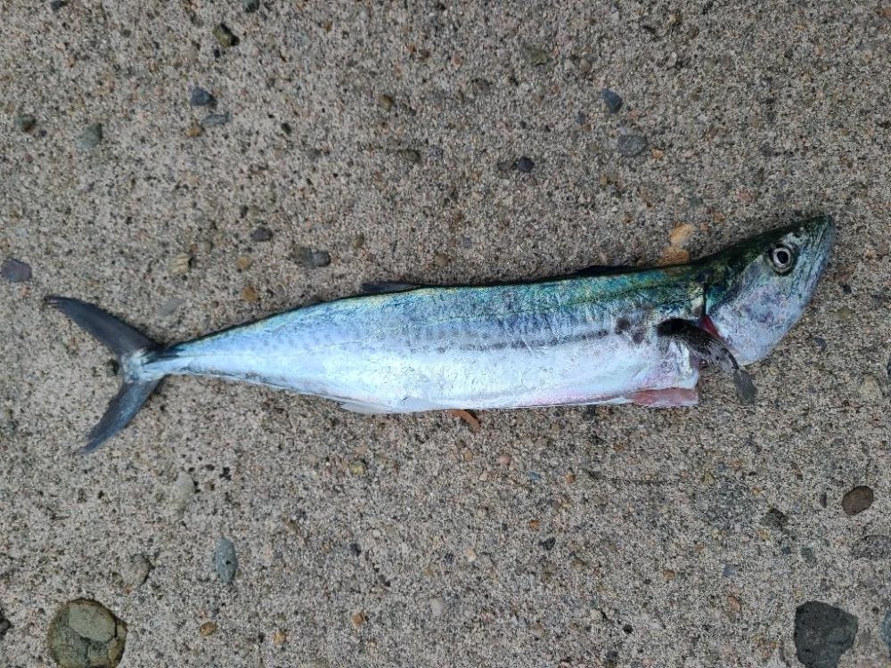 五目釣り達成！