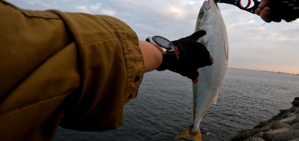 青物のひき楽しい(≧∇≦)