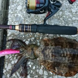 対馬エギング釣果