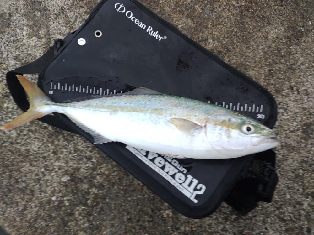 ツバス、太刀魚