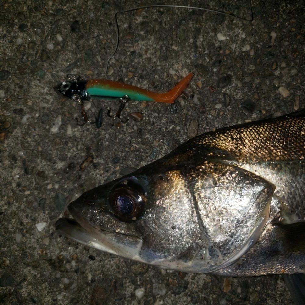 おはようスズキさん!