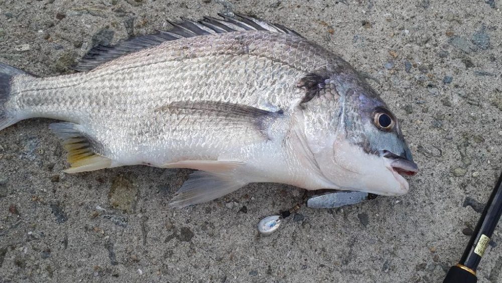 今日は岸和田ベイト凄い数