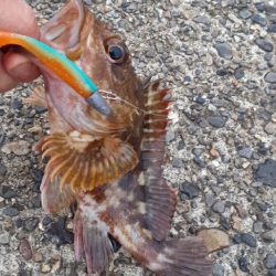 アコウ狙いがガシリングに…