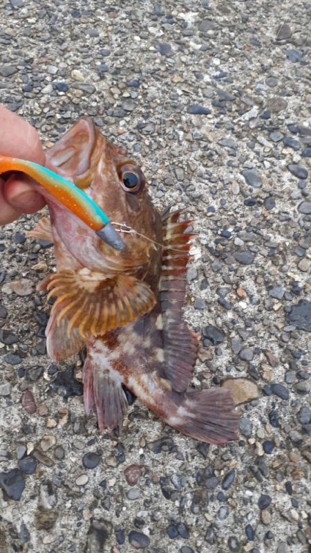 アコウ狙いがガシリングに…