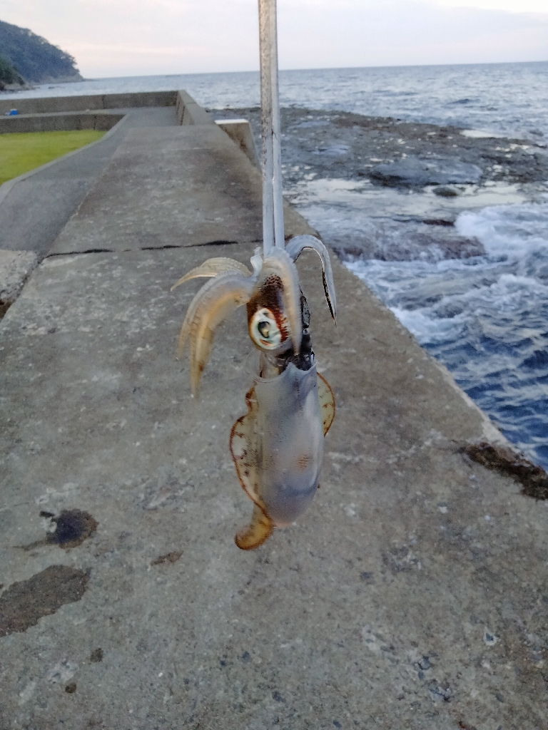 久美浜エギング