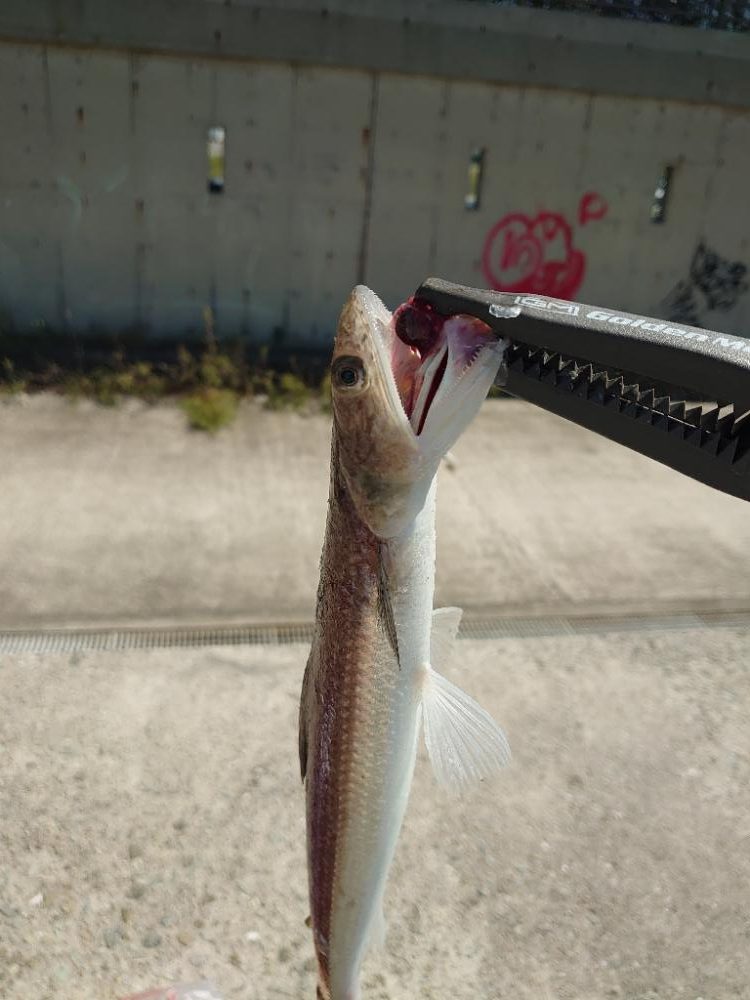ショアジギとジグサビキす