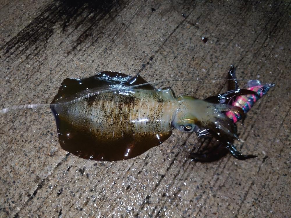 エギングリベンジ釣行