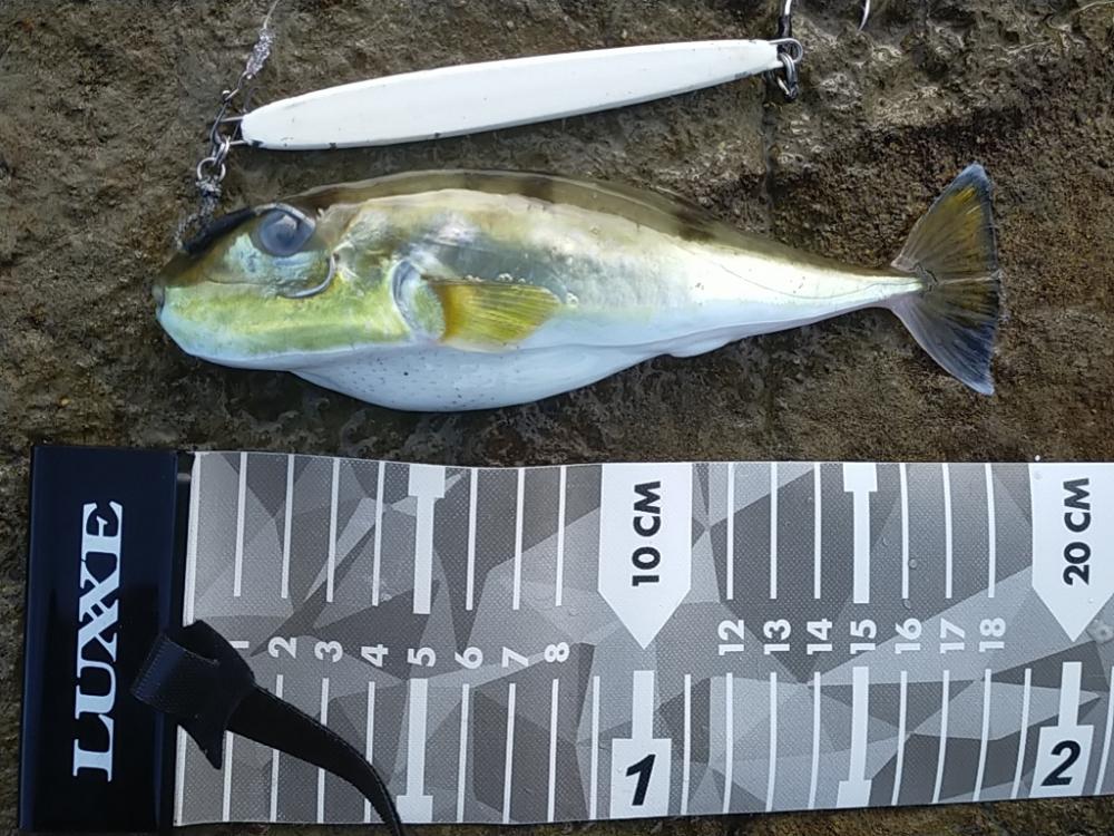 サバゲーのつもりしなゃなかった