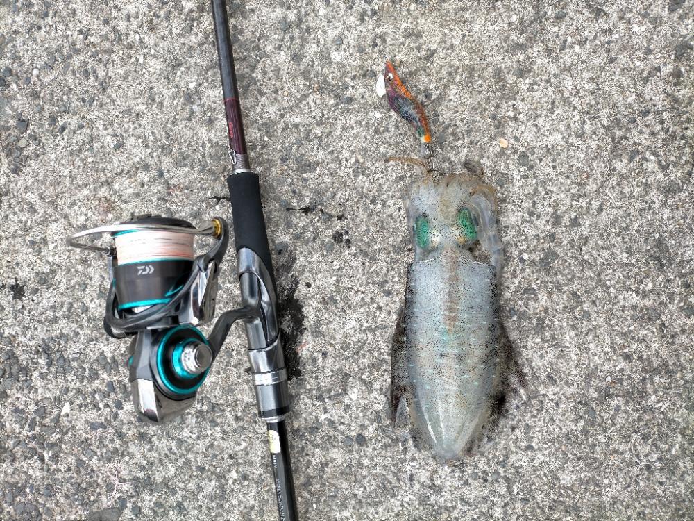 今日は6杯 良いサイズです