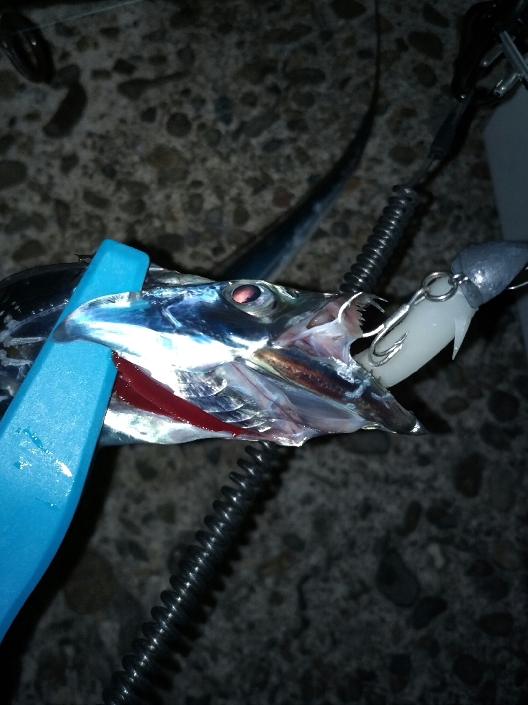 タチウオを求めて