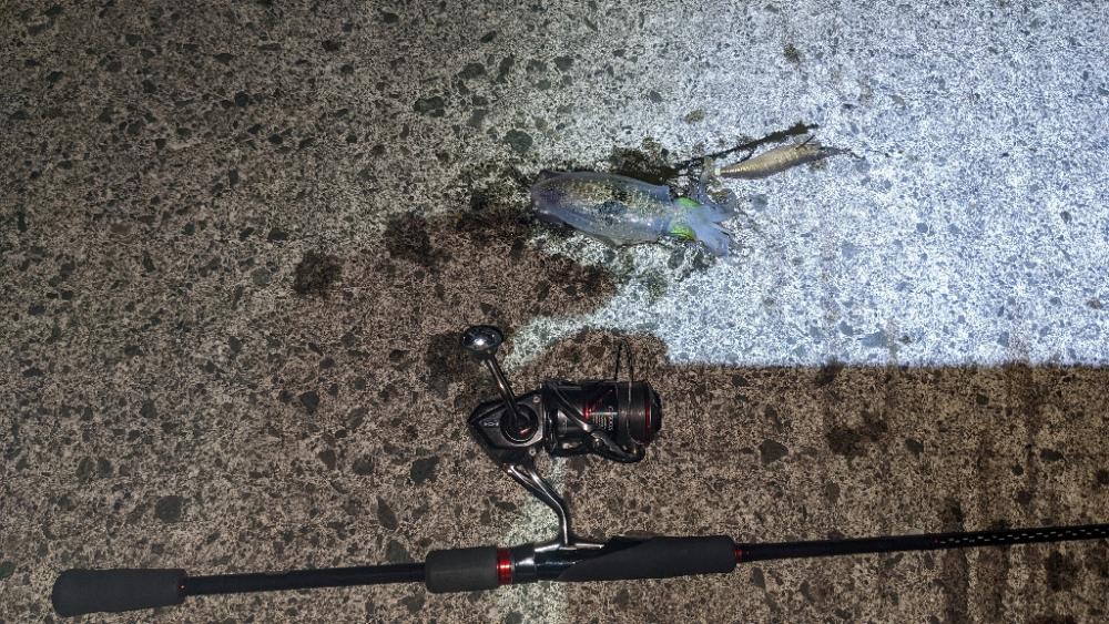 新子アオリイカ調査