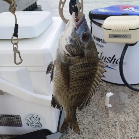 紀州釣りに挑戦