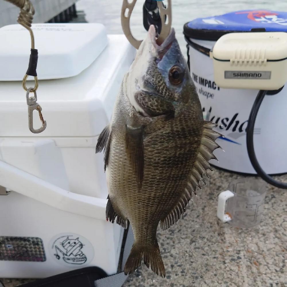 紀州釣りに挑戦