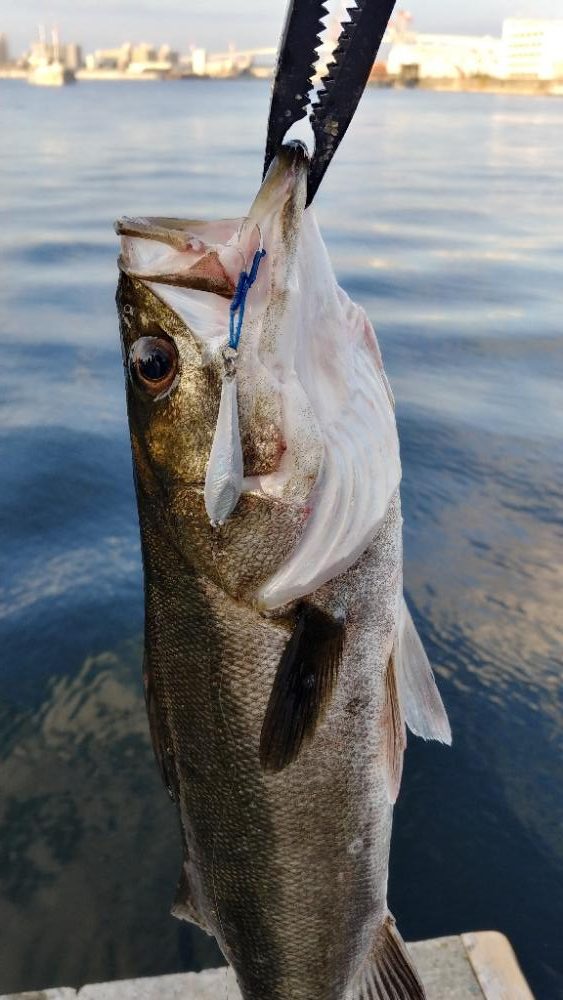朝マズメ短時間釣行