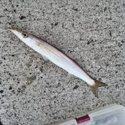 カマスとフグが釣れました。