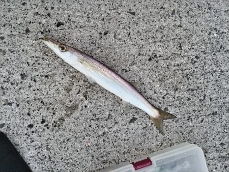 カマスとフグが釣れました。