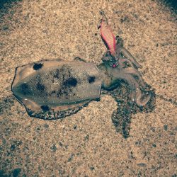 沖漬けを求めて!