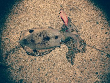 沖漬けを求めて！