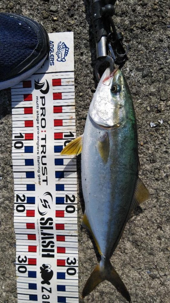 リベンジならず、、、