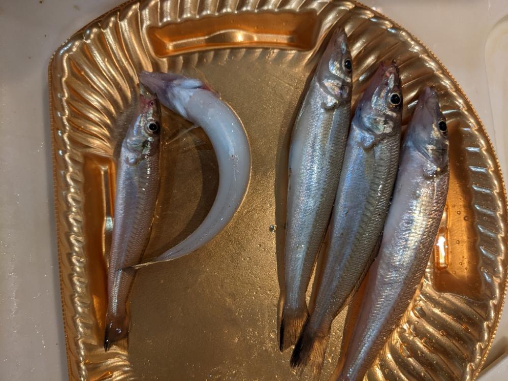 堤防からキス釣り