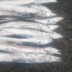 タチウオ　良好