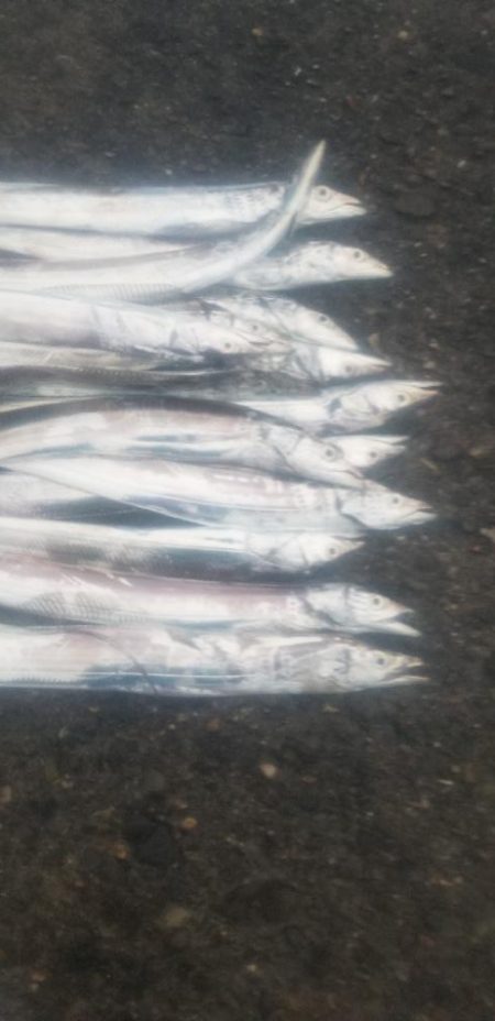 タチウオ　良好