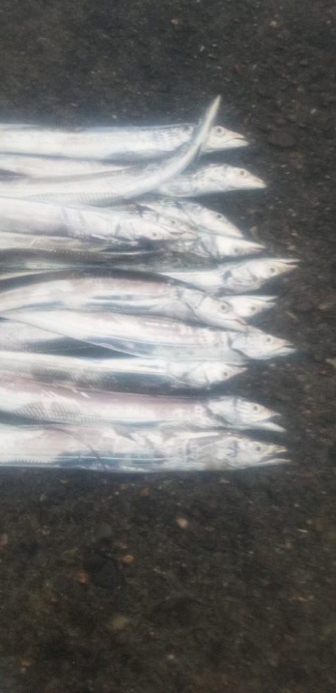 タチウオ　良好