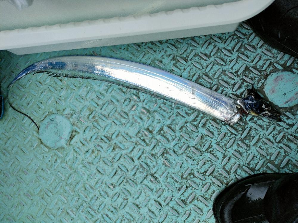 今年２回目の船太刀魚