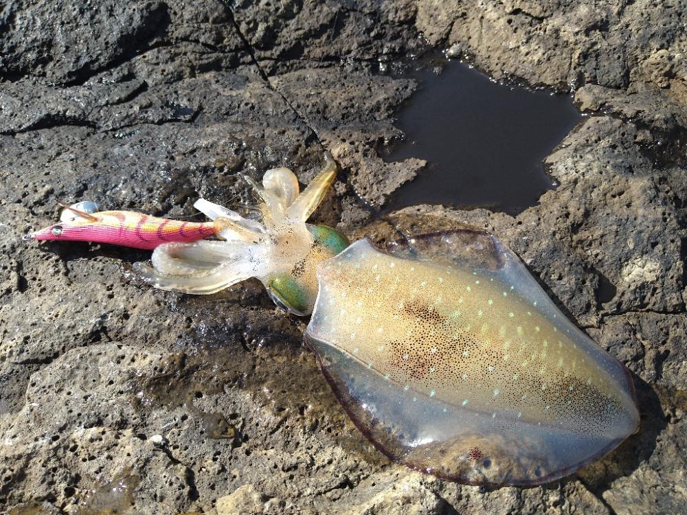 越前地磯で良型連発