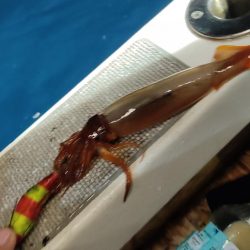 玄界灘イカメタルゲーム