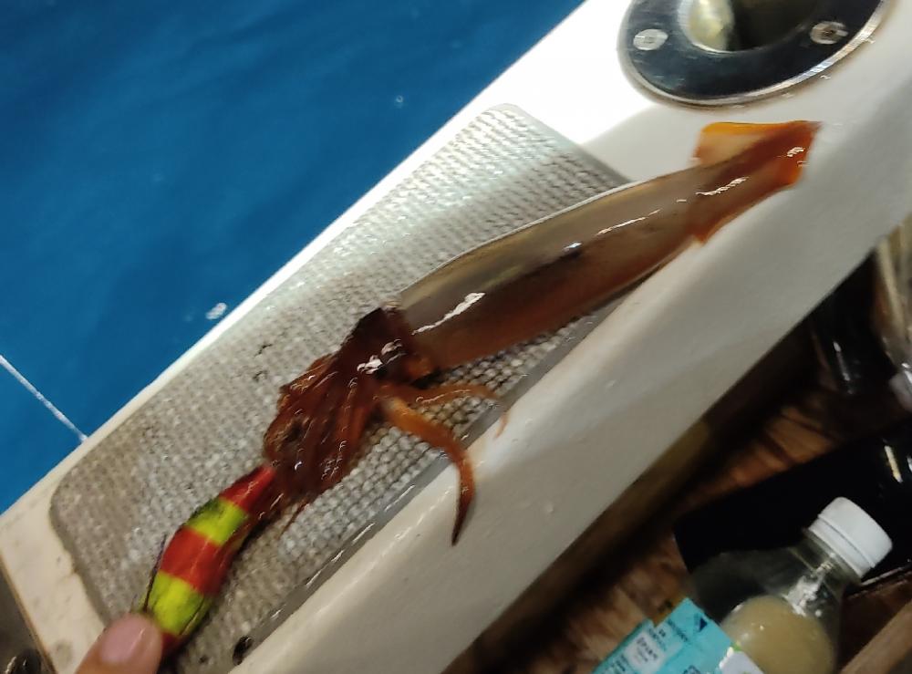 玄界灘イカメタルゲーム