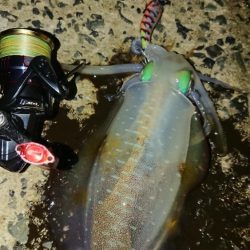 対馬エギング釣果