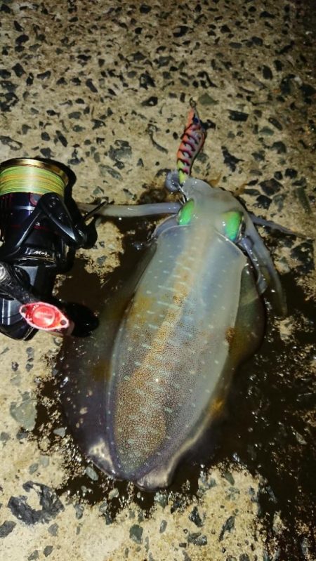 対馬エギング釣果