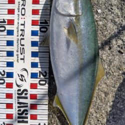 サワラリベンジパート２