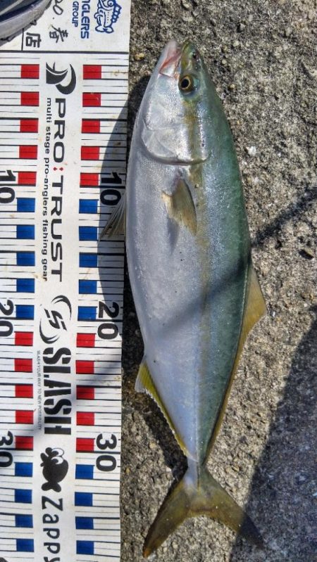 サワラリベンジパート２