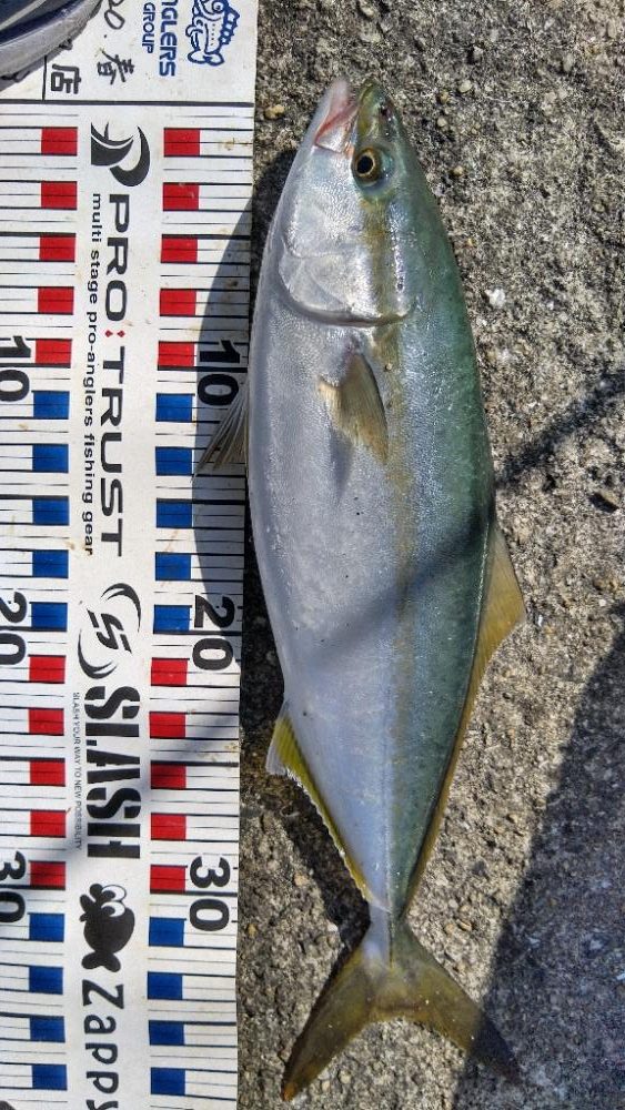 サワラリベンジパート２