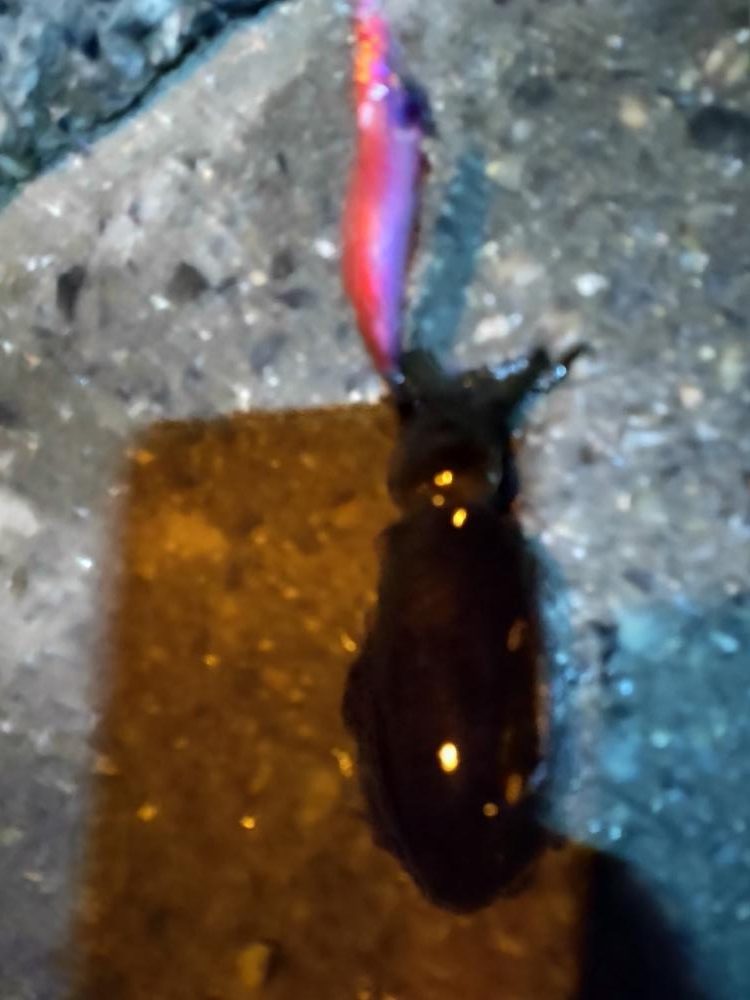 秋の夜の家族サービス