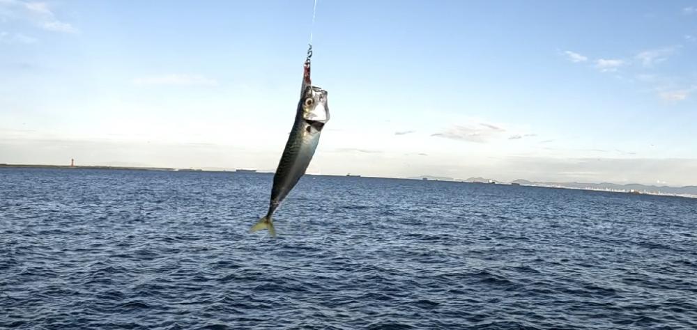 青物釣りたい(><)
