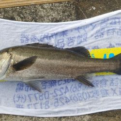 今日も仕事終わりシーバス調査