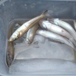 子供とキス釣り