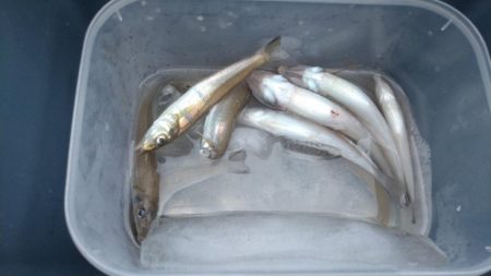 子供とキス釣り