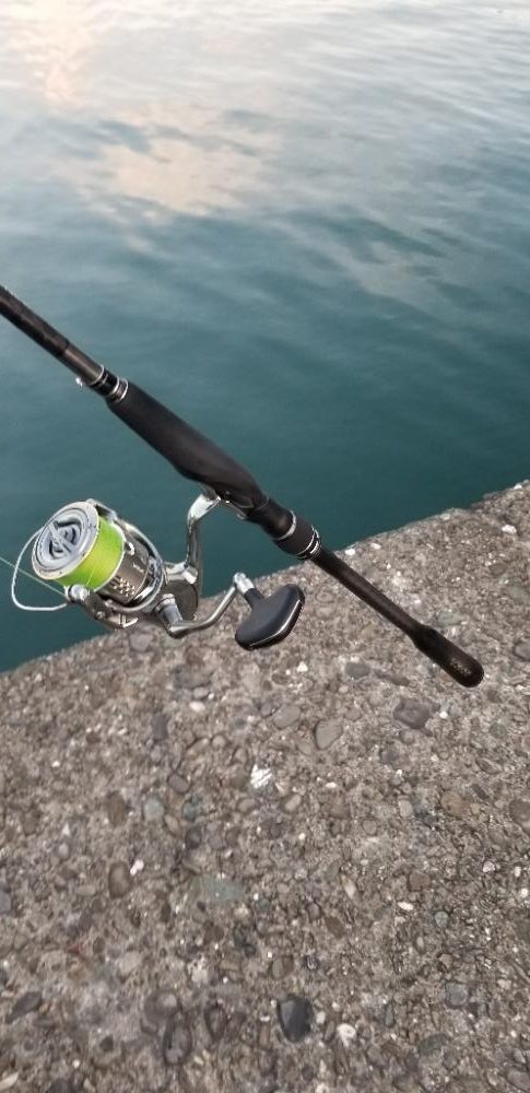 タチウオ・アオリイカ