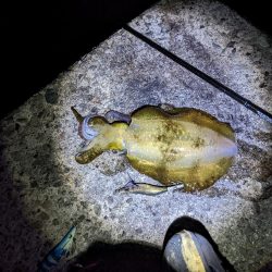 アオリぼっこぼこにいったった(・x・*)