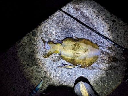 アオリぼっこぼこにいったった(・x・*)